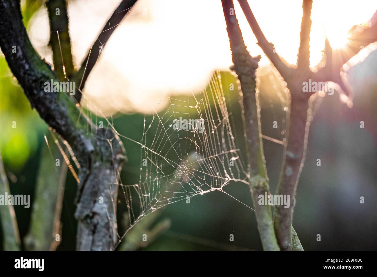 Flacher Fokus, kontrastreicher Blick auf ein neu gesponnenes Spinnennetz von Jägerspinnen, das im Frühsommer in einem Wald gesehen wird. Stockfoto