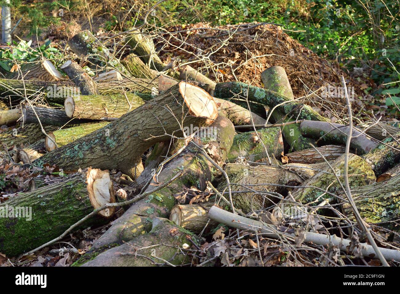 Schneiden Sie Baumstämme bei Waldlichtungen. Sommer. Stockfoto