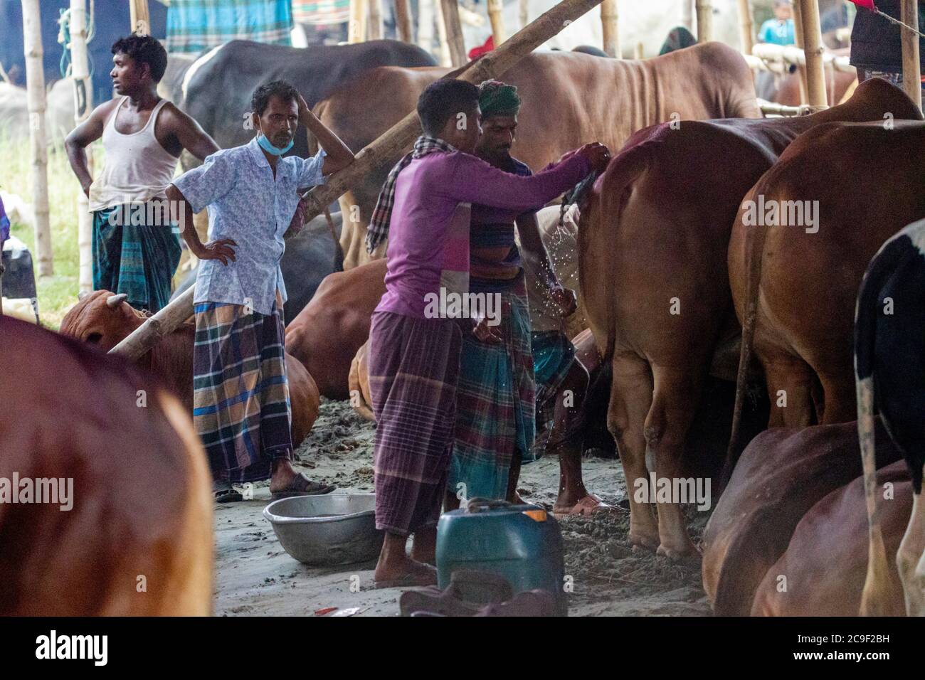 Der Qurbani Meat Market verkauft Oxens vor dem Eid-al-Adha in Dhaka, Bangladesch. Der Eid-al-Adha fällt am 1. August 2020. Der COVID 19 hat den normalerweise hektischen Markt stark gebändet, und viele Tiere werden jetzt online gehandelt, um die soziale Distanzierung zu erleichtern. Stockfoto
