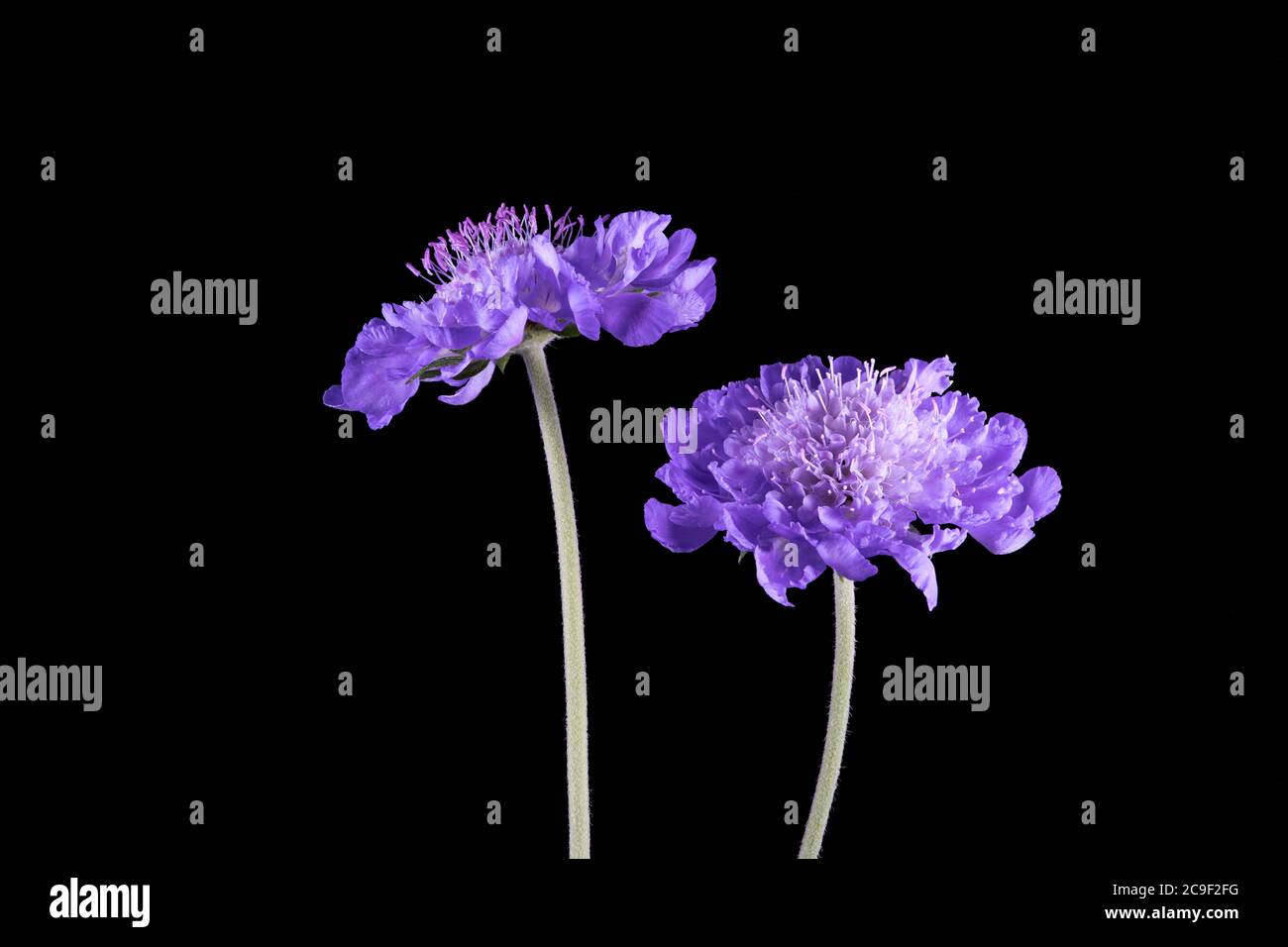 Zwei blaue Scabious Blumen auf einem schlichten schwarzen Hintergrund Stockfoto