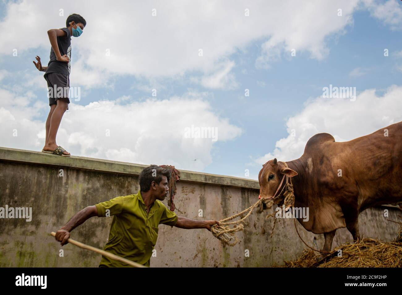 Der Qurbani Meat Market verkauft Oxens vor dem Eid-al-Adha in Dhaka, Bangladesch. Der Eid-al-Adha fällt am 1. August 2020. Der COVID 19 hat den normalerweise hektischen Markt stark gebändet, und viele Tiere werden jetzt online gehandelt, um die soziale Distanzierung zu erleichtern. Stockfoto
