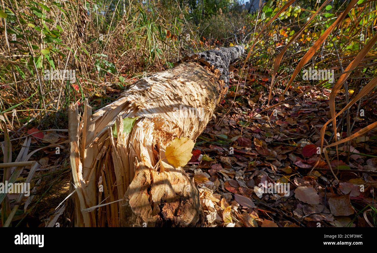 Biber nagten einen Baumstamm und stürzte die Espe hinunter. Nowosibirsk, Sibirien, Russland Stockfoto