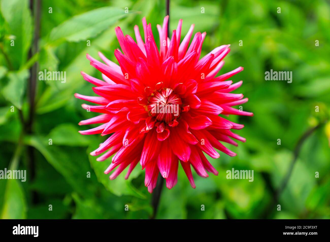 Nahaufnahme eines roten Blütenkopfes einer Dahlia 'Cerise Perfect' in der National Dahlia Collection, Penzance, Cornwall, England Stockfoto