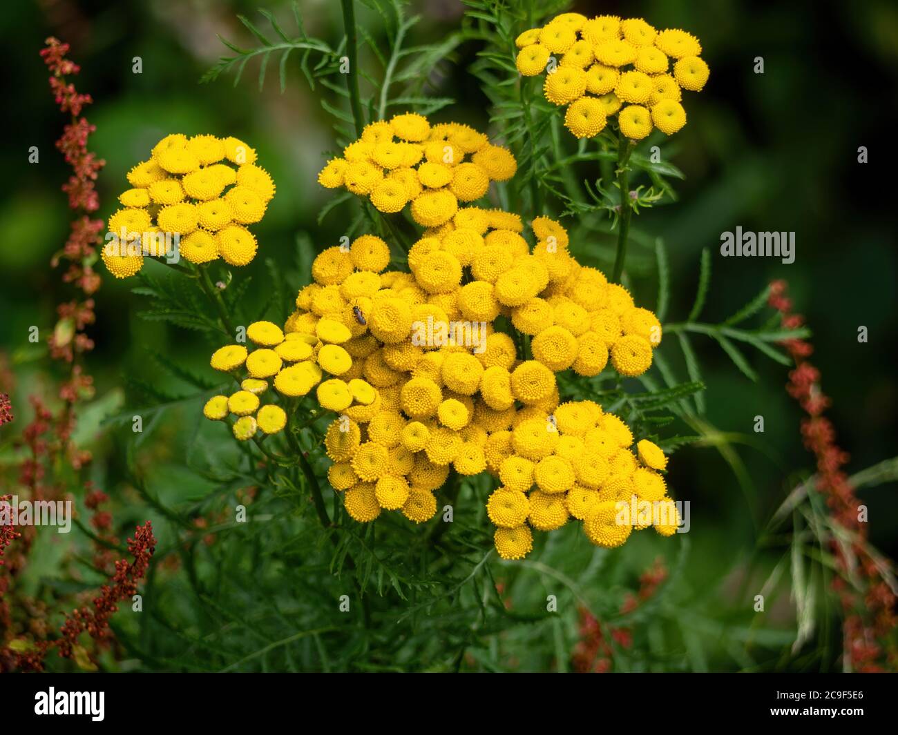 Tansy, Tanacetum vulgare. Wilde Blume, Pflanze. Stockfoto