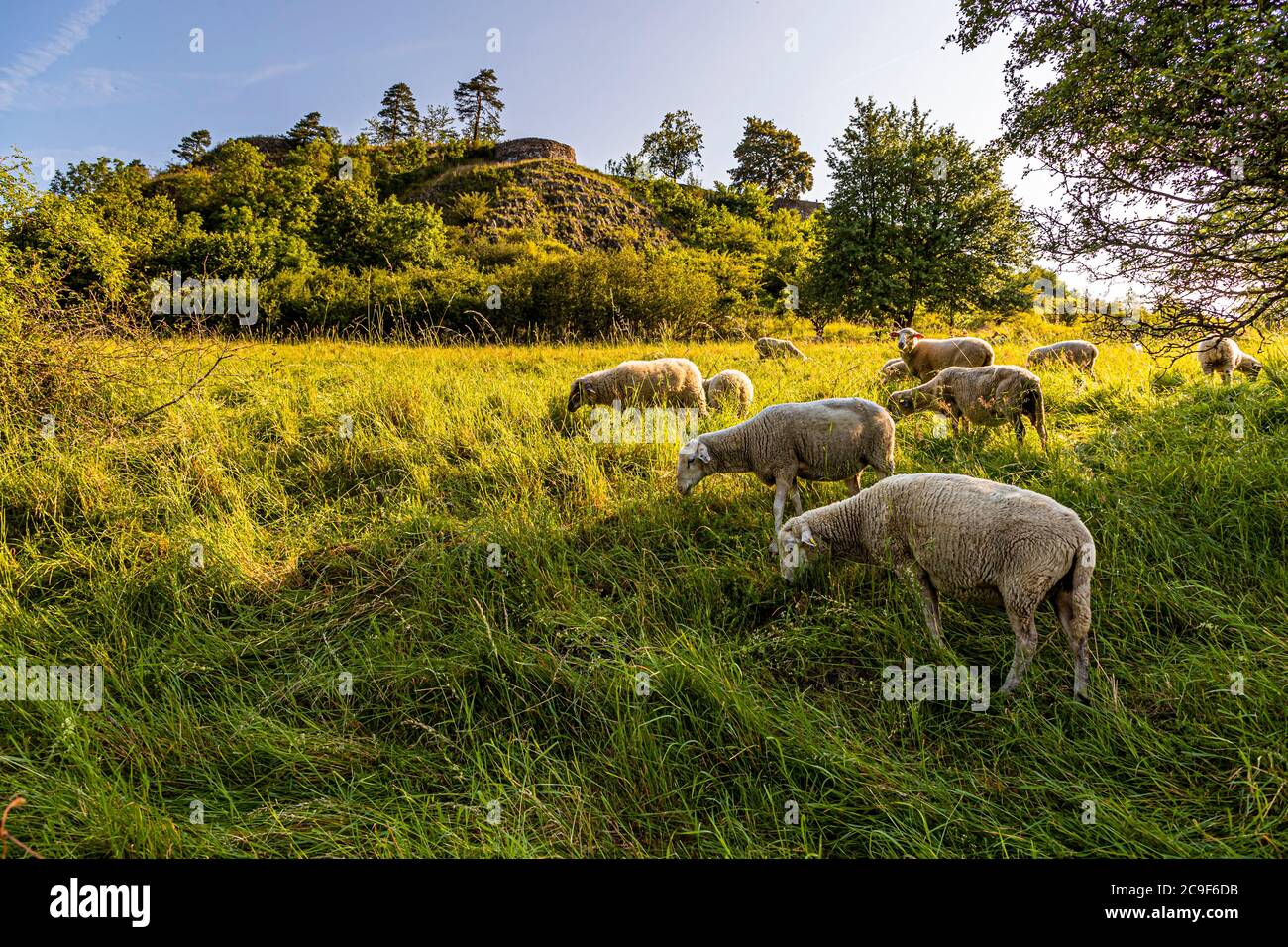 Sammeln von essbaren Wildkräutern auf einer Rundtour in Kemnath-Waldeck, Deutschland. Idylle auf dem Kräuterpfad. Die Schafe, als Naturhüter, ernähren sich gegen Peeling-Eingriffen auf dem Gelände. Seit ihrer Verwendung ist die Population giftiger Lupinen stark zurückgegangen Stockfoto