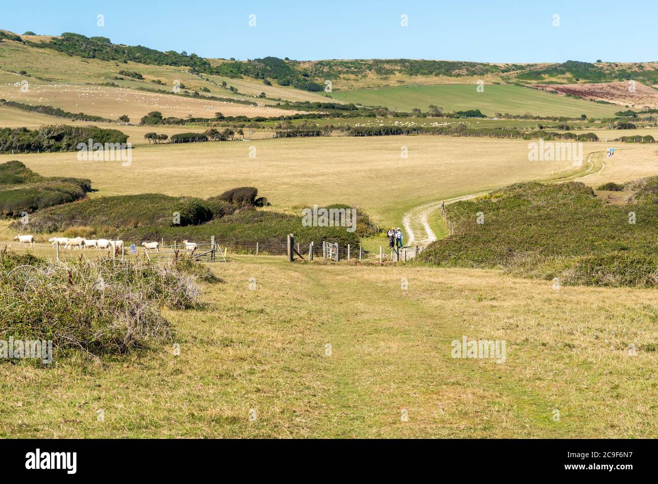 Südwestlicher Küstenweg, der durch Felder oberhalb der Kimmeridge Bay, Dorset, Großbritannien, führt Stockfoto