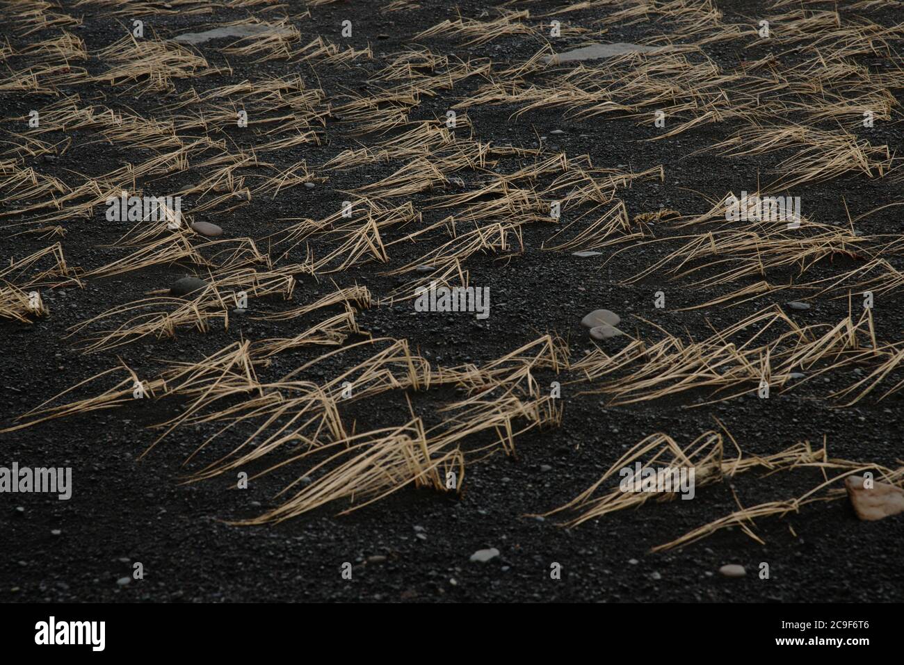 Abstraktes Bild von gelbem Gras, das in Büschel an einem schwarzen Sandstrand wächst. Im Sand sind einige größere Steine zu sehen. Stockfoto
