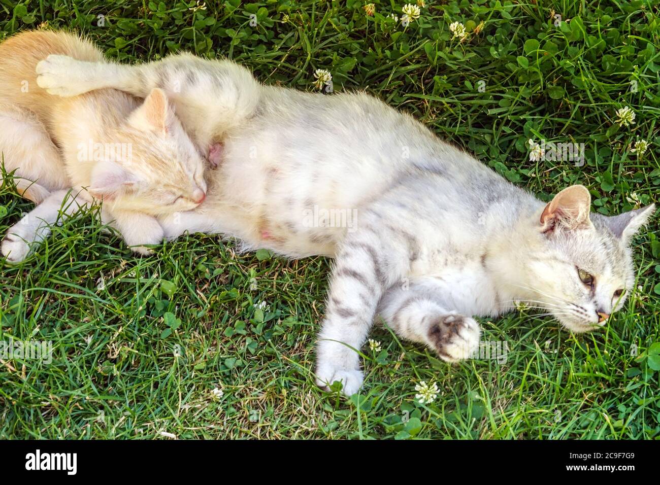 Katze stillende Kätzchen auf Gras Stockfoto