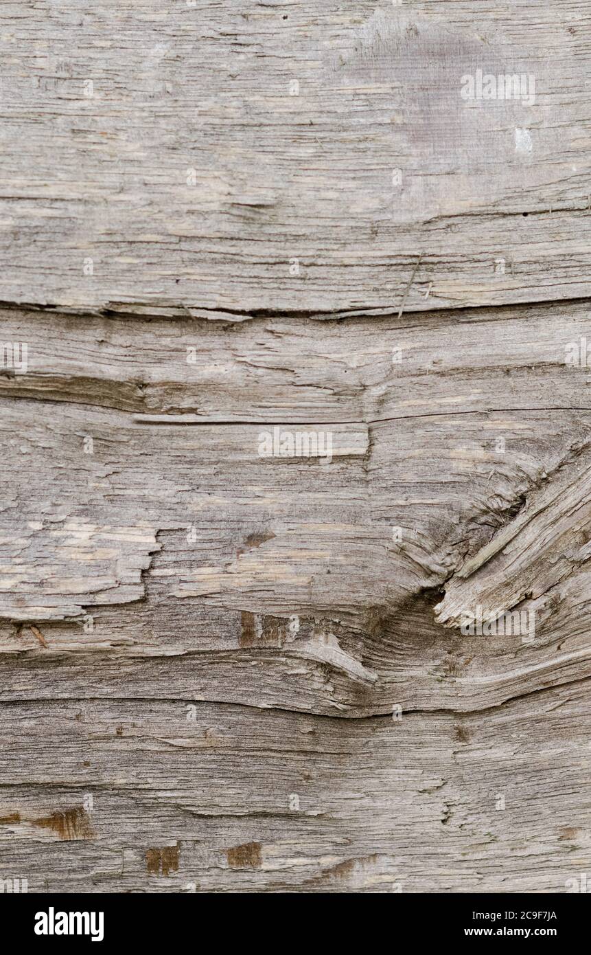Holzmuster und Struktur oder Oberfläche des Baumstamms Stockfoto