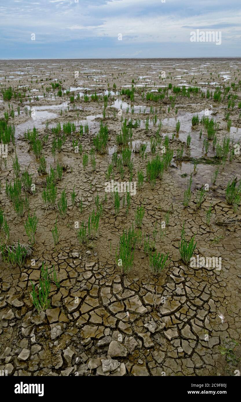 Salicornia europaea oder Gemeine Glaswürze am Ufer des Wattenmeeres in den Niederlanden. Stockfoto