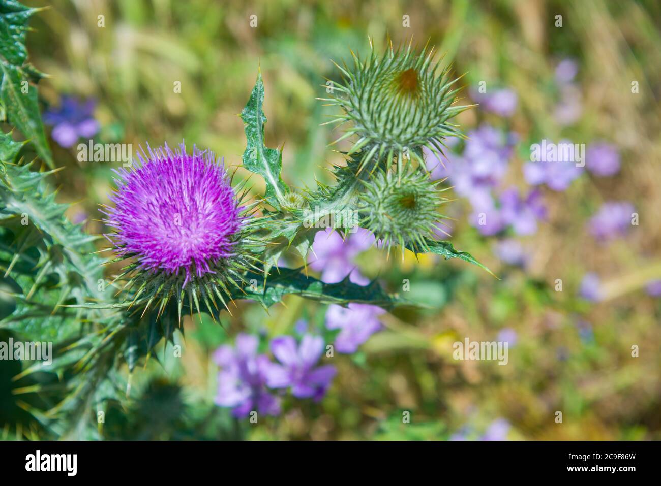 Distel Blume. Schließen Sie die Ansicht. Stockfoto