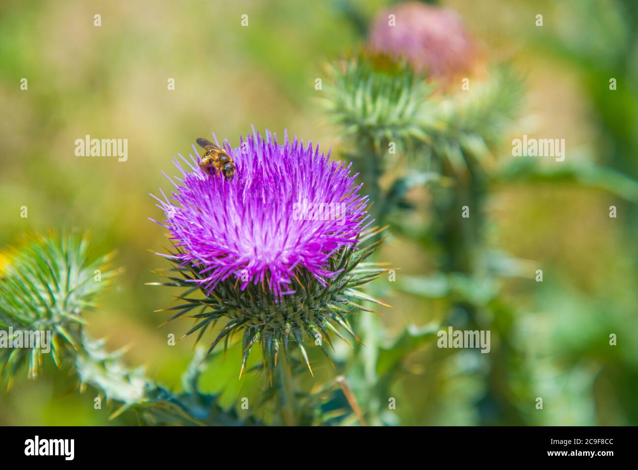 Thistle Blume mit Biene darauf. Ansicht schließen. Stockfoto