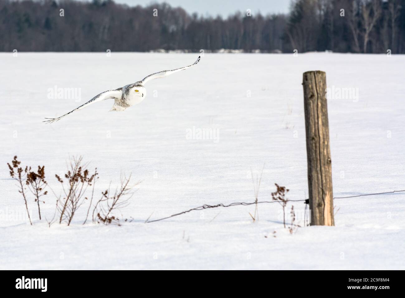 Québec Schneeeule Stockfoto