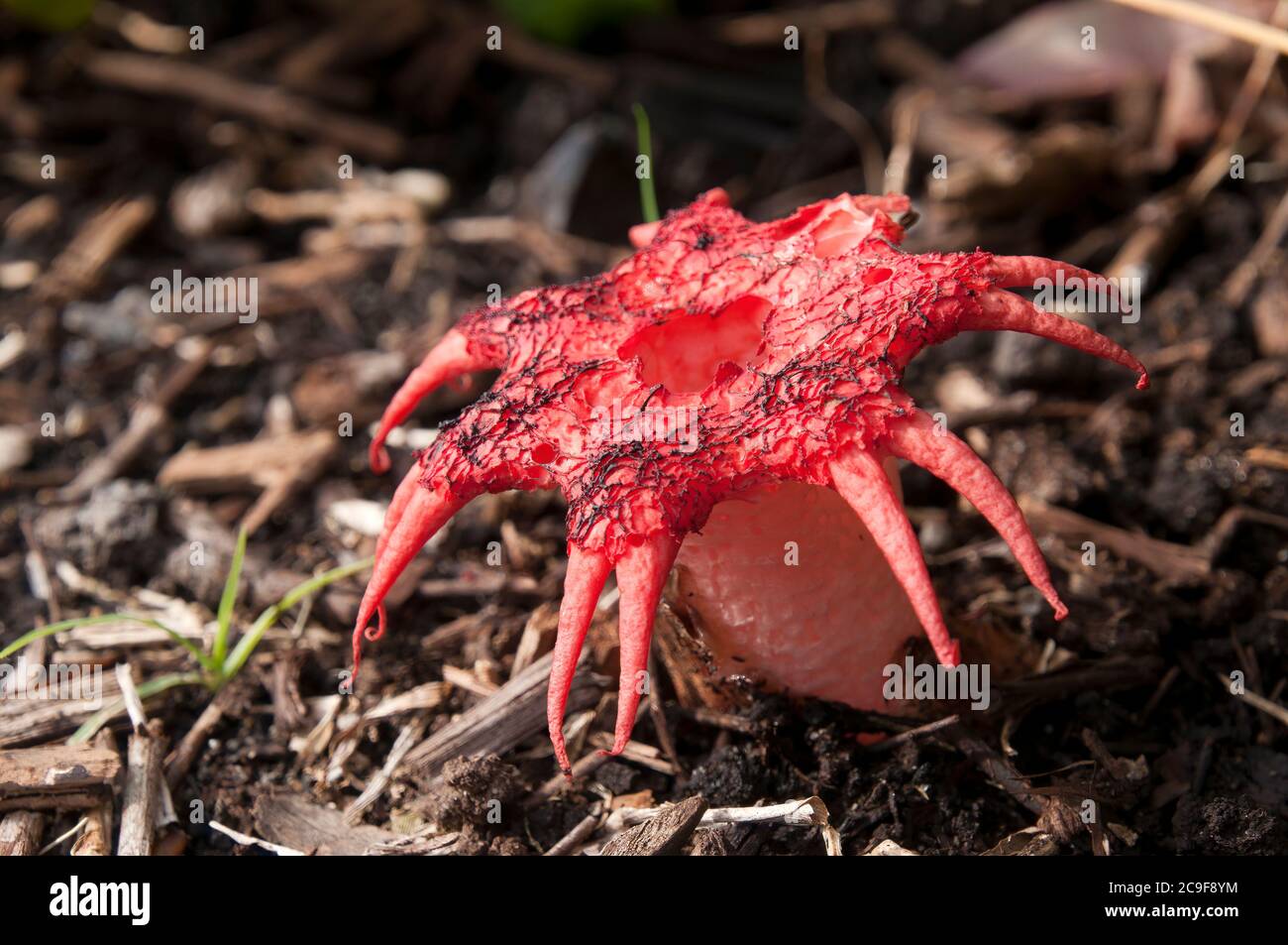 Sydney Australien, rot gefärbte Aseroe rubra oder Seesterne Pilz ist ein Mitglied der Familie der Stinkhorn Stockfoto