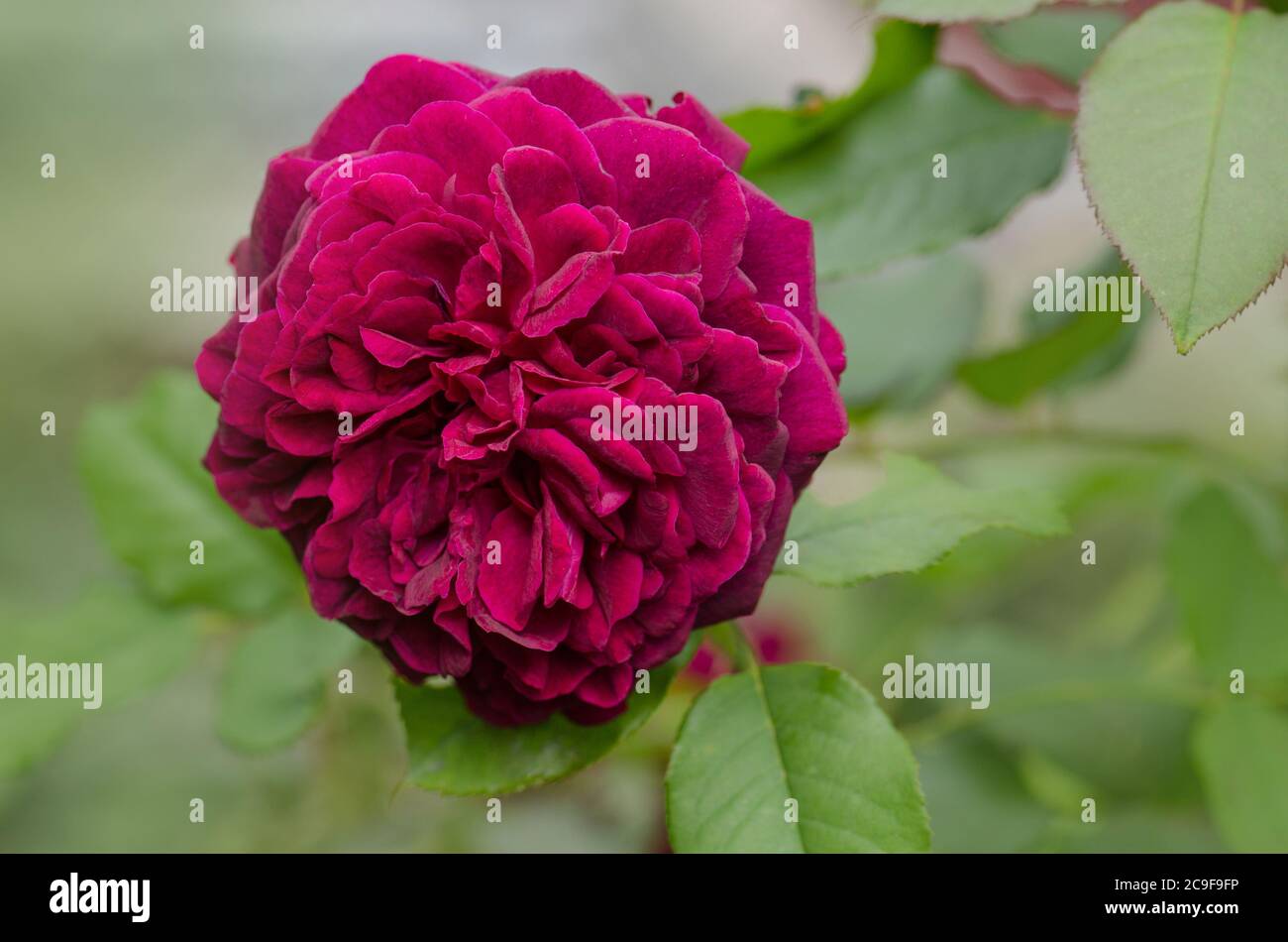 Lila Rose auf dem Zweig im Garten. Munstead Holzrosen im Garten. Englisch Rose Munstead Wood Stockfoto