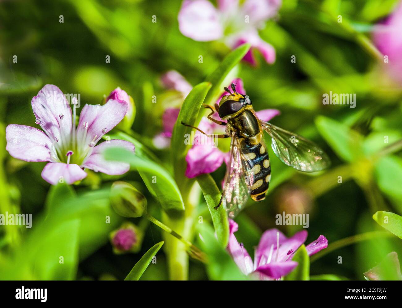 Hover Fly sieht aus wie eine Biene, Suche nach Nektar und Pollen auf einer Gartenblume im Juli. Stockfoto