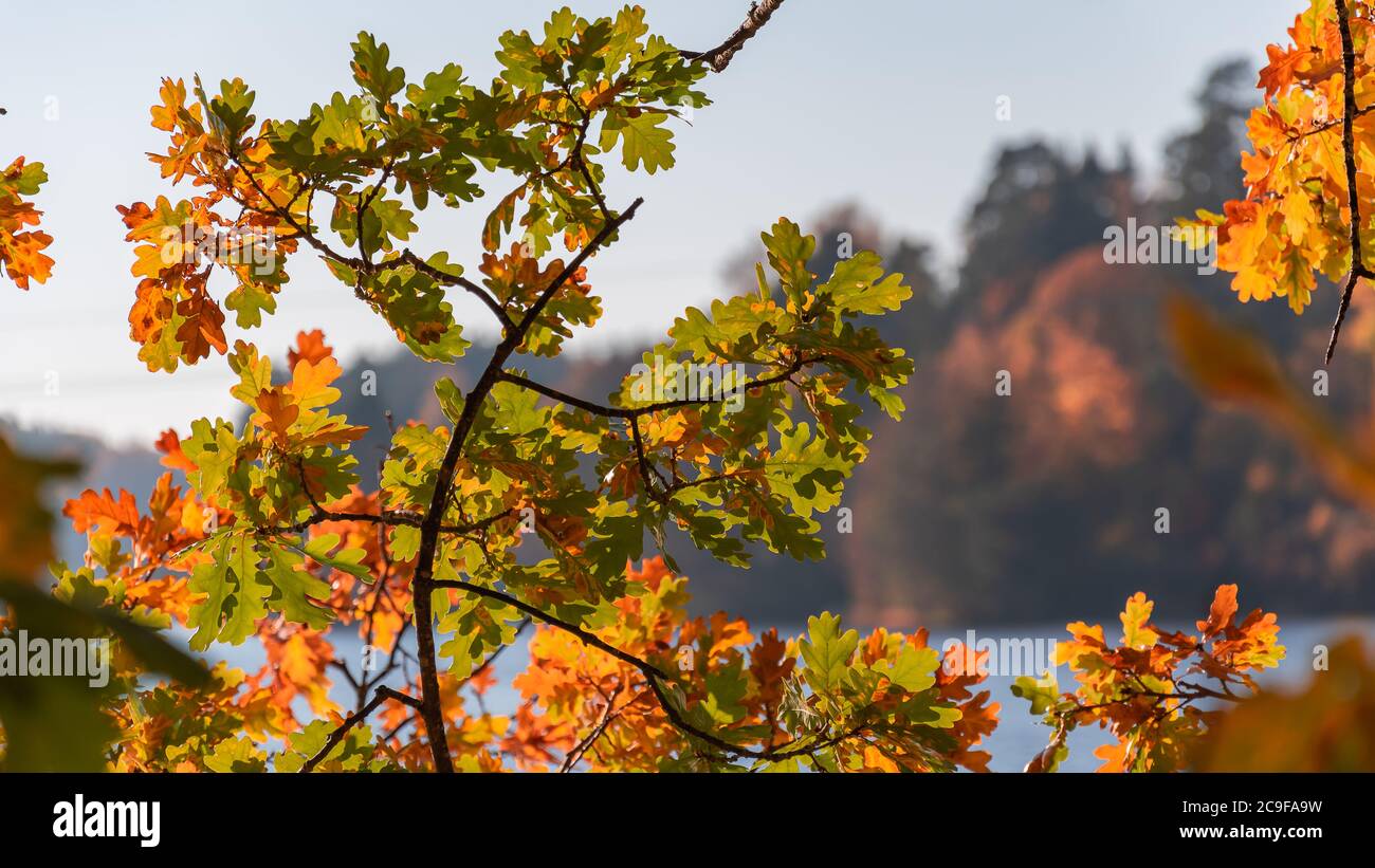 Eichenblätter, die im Herbst lange hängen, mit verschiedenen Farbvariationen Stockfoto