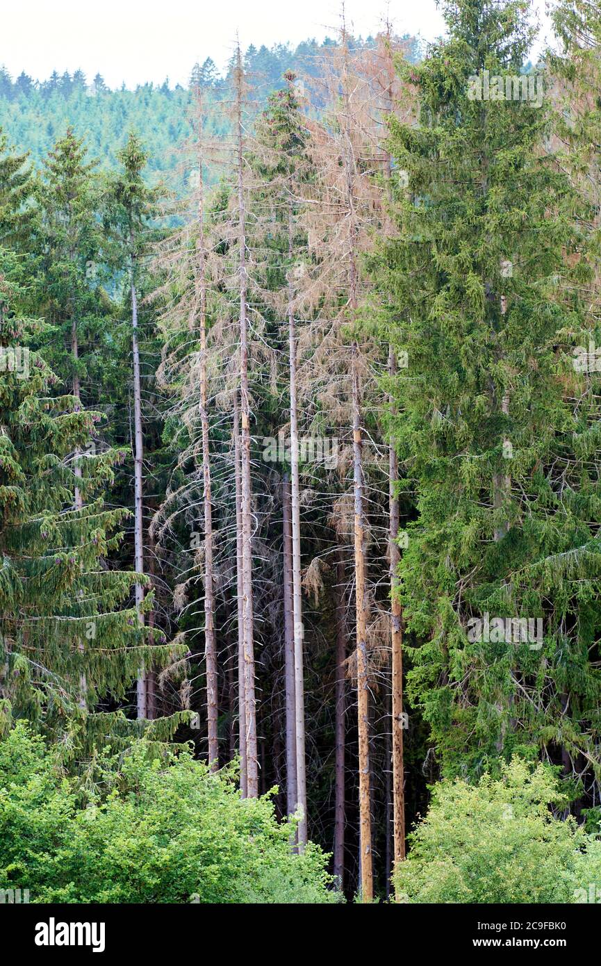 Sterbender Wald in Deutschland. Durch den Klimawandel Stockfoto