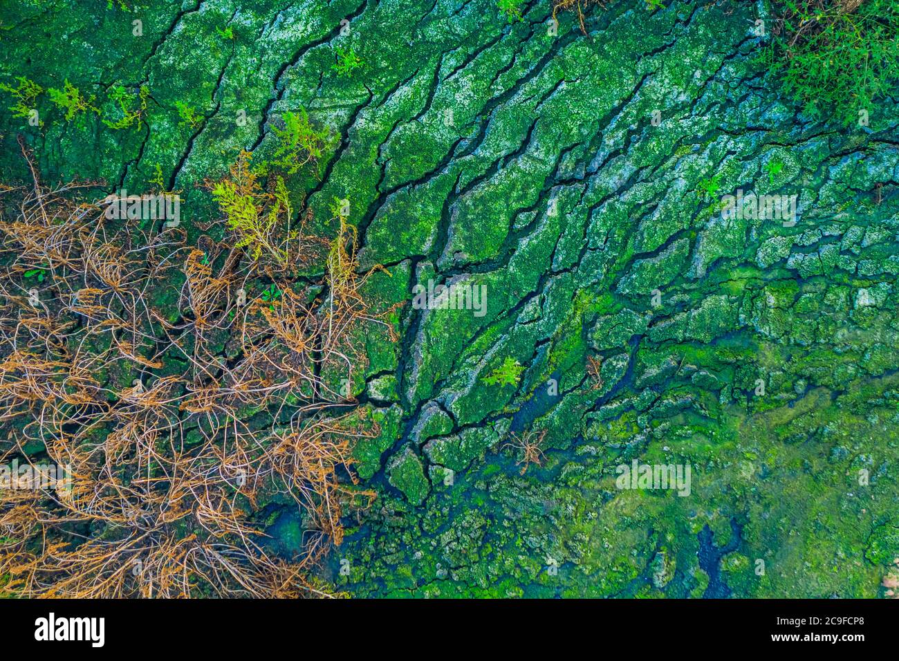 Umweltverschmutzung. Verschmutzter Boden - schmutziger grüner Schmutz, Müll, Abfall und Müll. Schädliches Wasser, giftiges Biorisiko Stockfoto