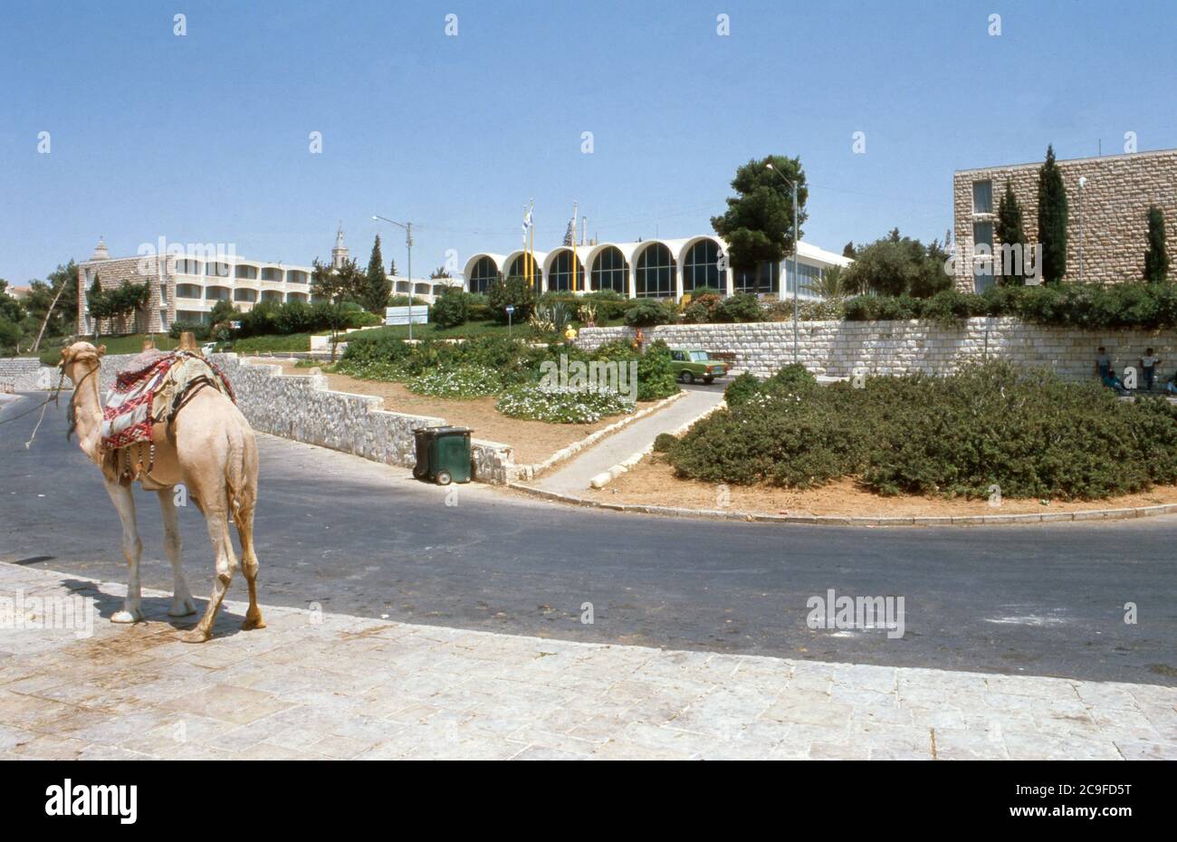 Kamel auf der anderen Straßenseite des Hotel Intercontinental in Jerusalem, Israel 1988. Stockfoto