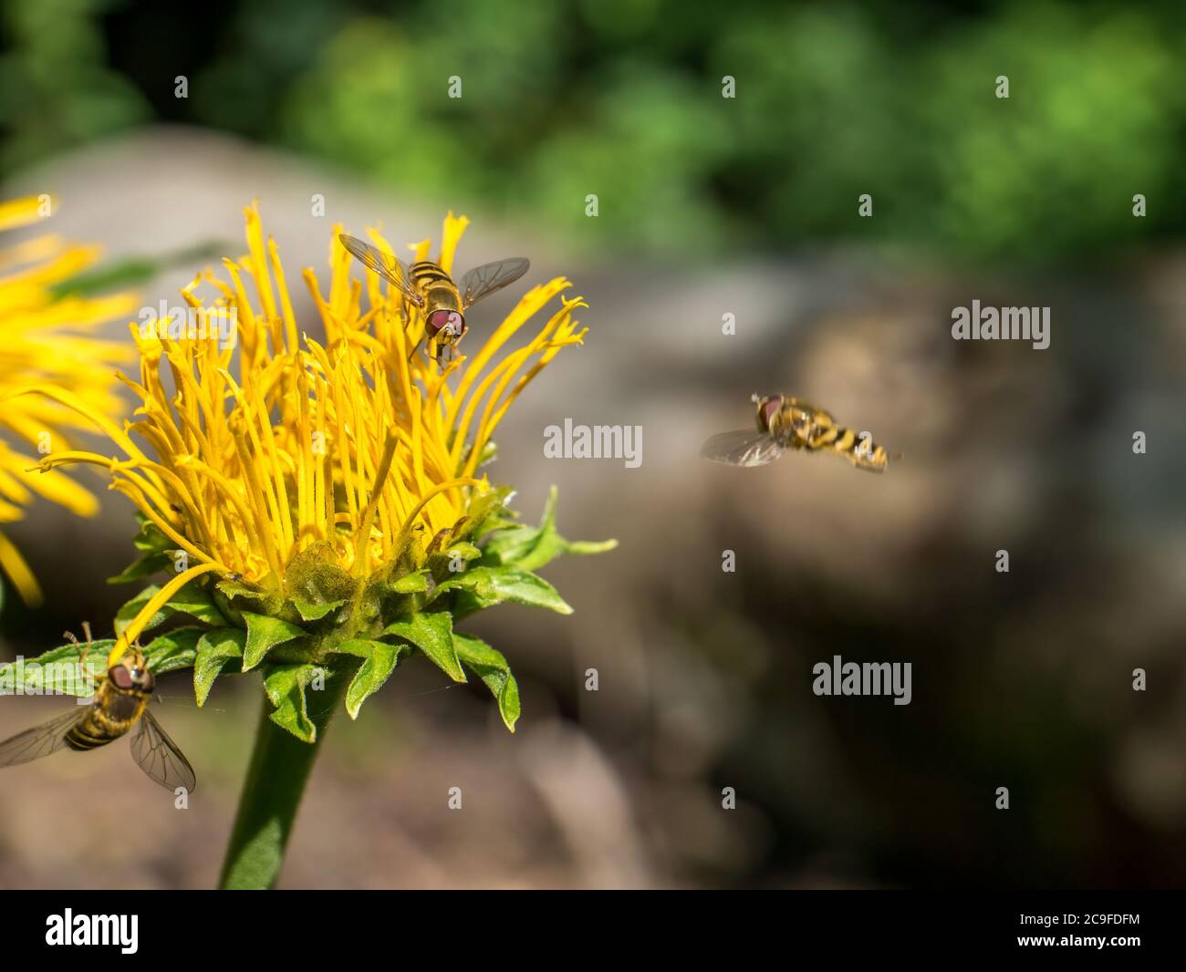 Bienen sammeln Pollen von einer gelben Blume Telekia speciosa oder Herzblatt Ochsenauge Stockfoto