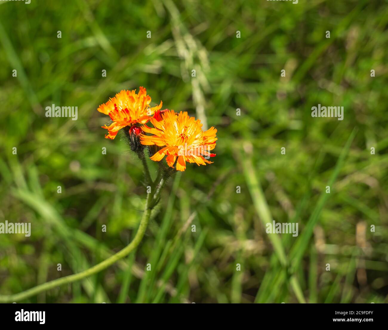 Alpine wilde orange Blume Pilosella aurantiaca oder orange Falke Bit mit verschwommenem Hintergrund. Stockfoto