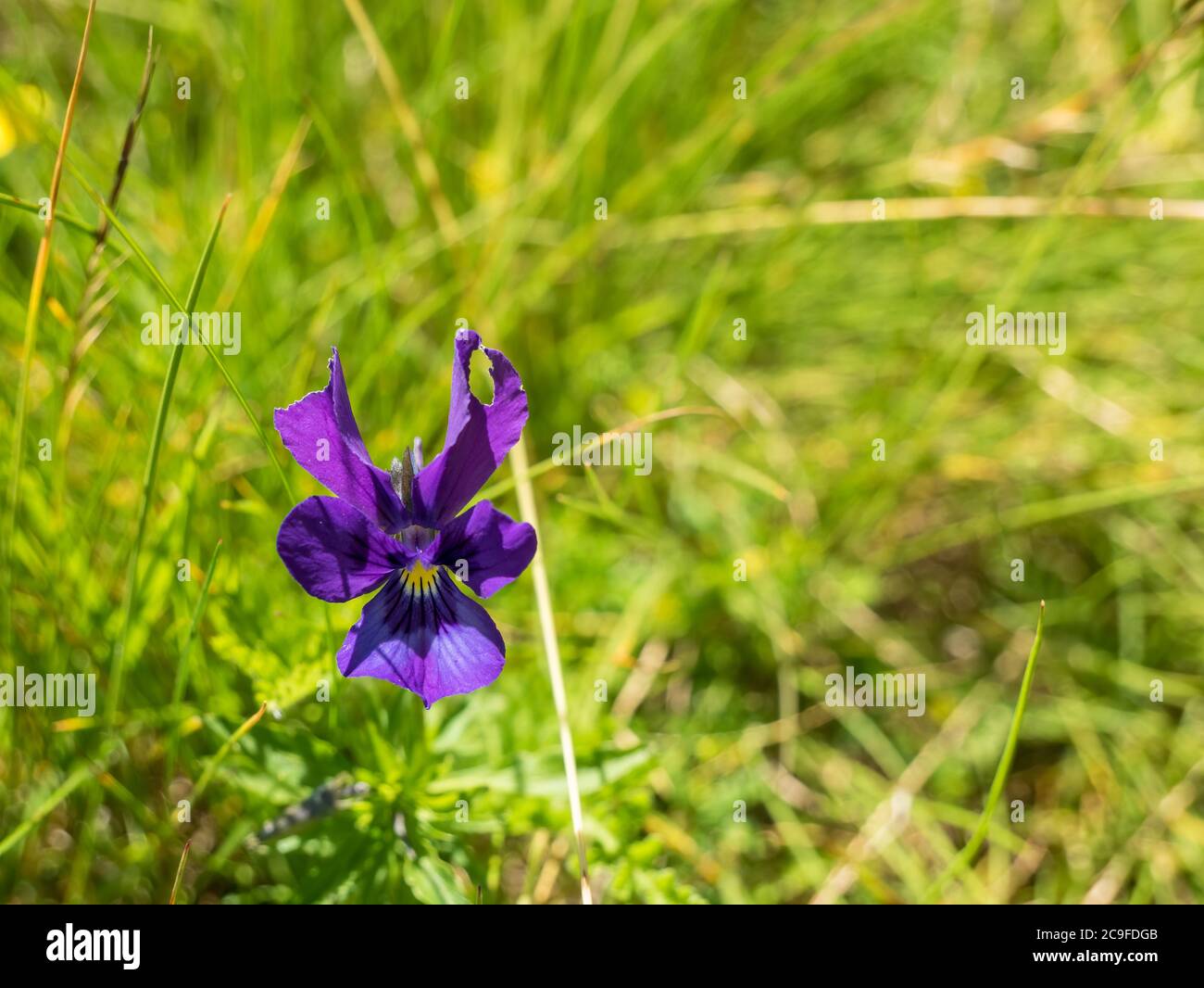 Wilde alpine blaue Blume Viola alpina oder Alpine Pansy mit grünem verschwommenem Hintergrund. Lila Blume in den Karpaten, in Rumänien Stockfoto