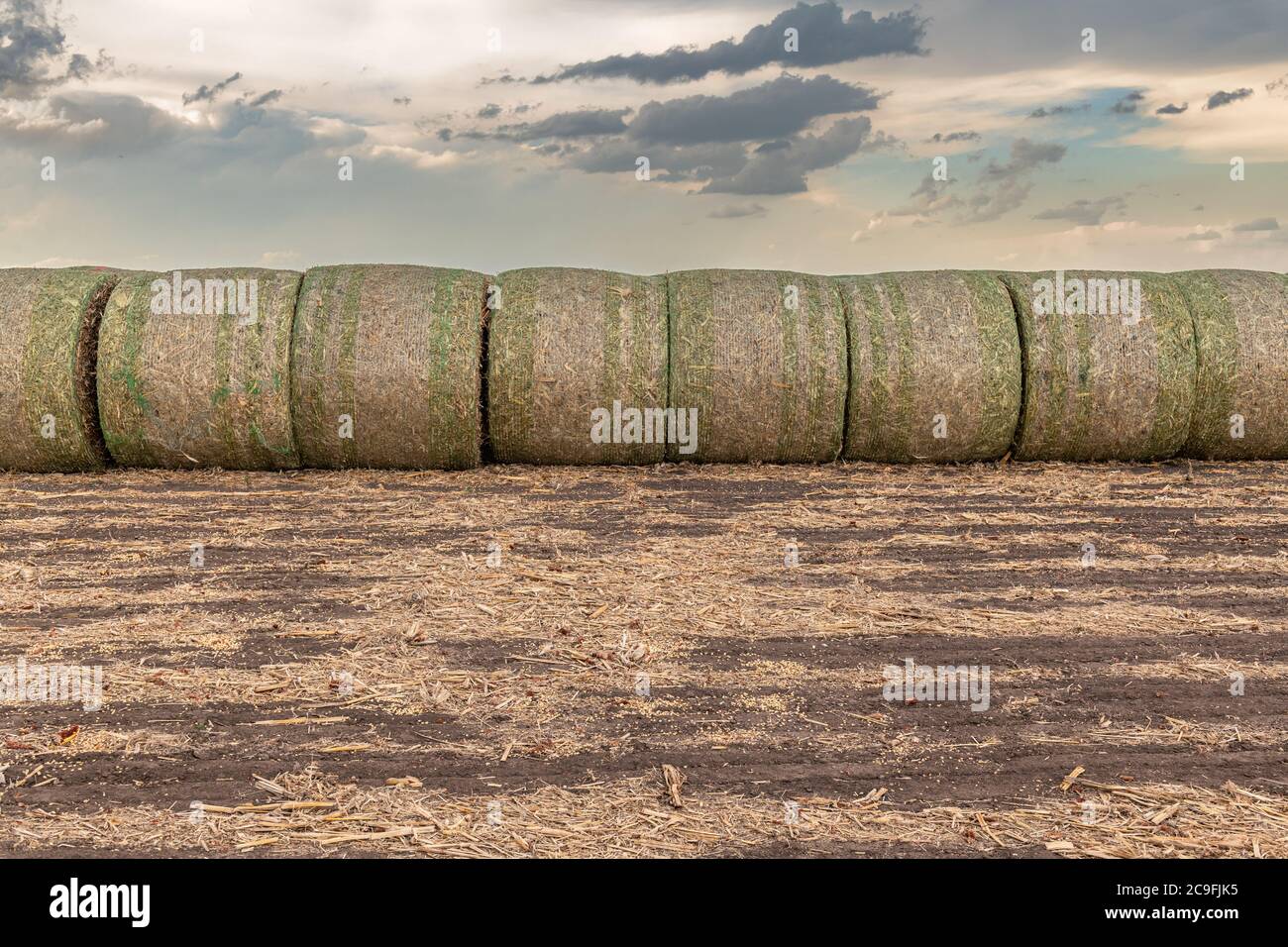 Zwanzig Heuballen sind auf einem Hügel auf einer Farm im Mittleren Westen gestapelt. Das Heu wird als Futter für verschiedene Nutztiere verwendet. Stockfoto