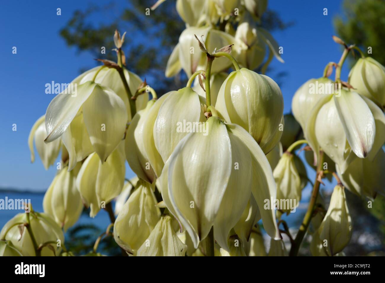 Nahaufnahme von glockenförmigen weißen Blüten, Pflanze Yucca gloriosa genannt spanischer Dolch, aus Dalmatien, Kroatien Stockfoto