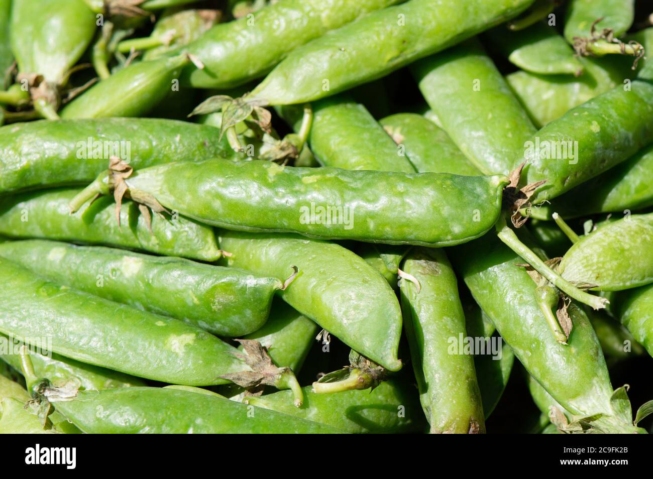 Draufsicht auf Bio-Erbsen in Schoten, frisch gepflückt, grüner Hintergrund, aus Dalmatien, Kroatien Stockfoto