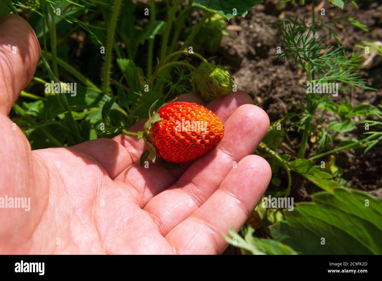 Erdbeeren im Wachstum im Garten. Reife Beeren und Blatterdbeere selektiver Fokus Stockfoto