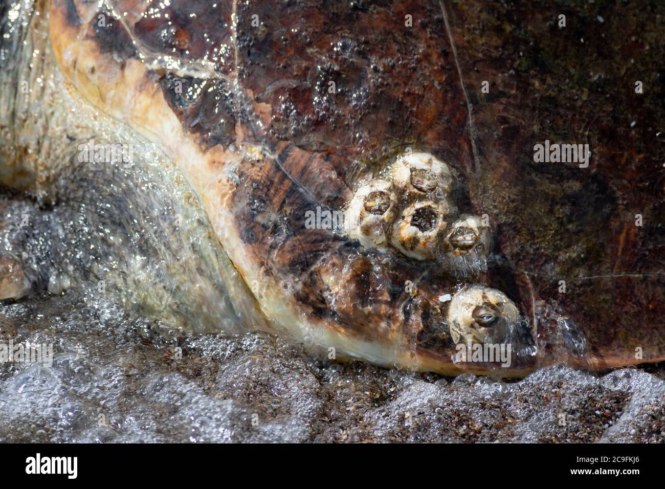 Nahaufnahme von Balanen auf einer Karapasse von Chelonia mydas Unter Wasser Stockfoto