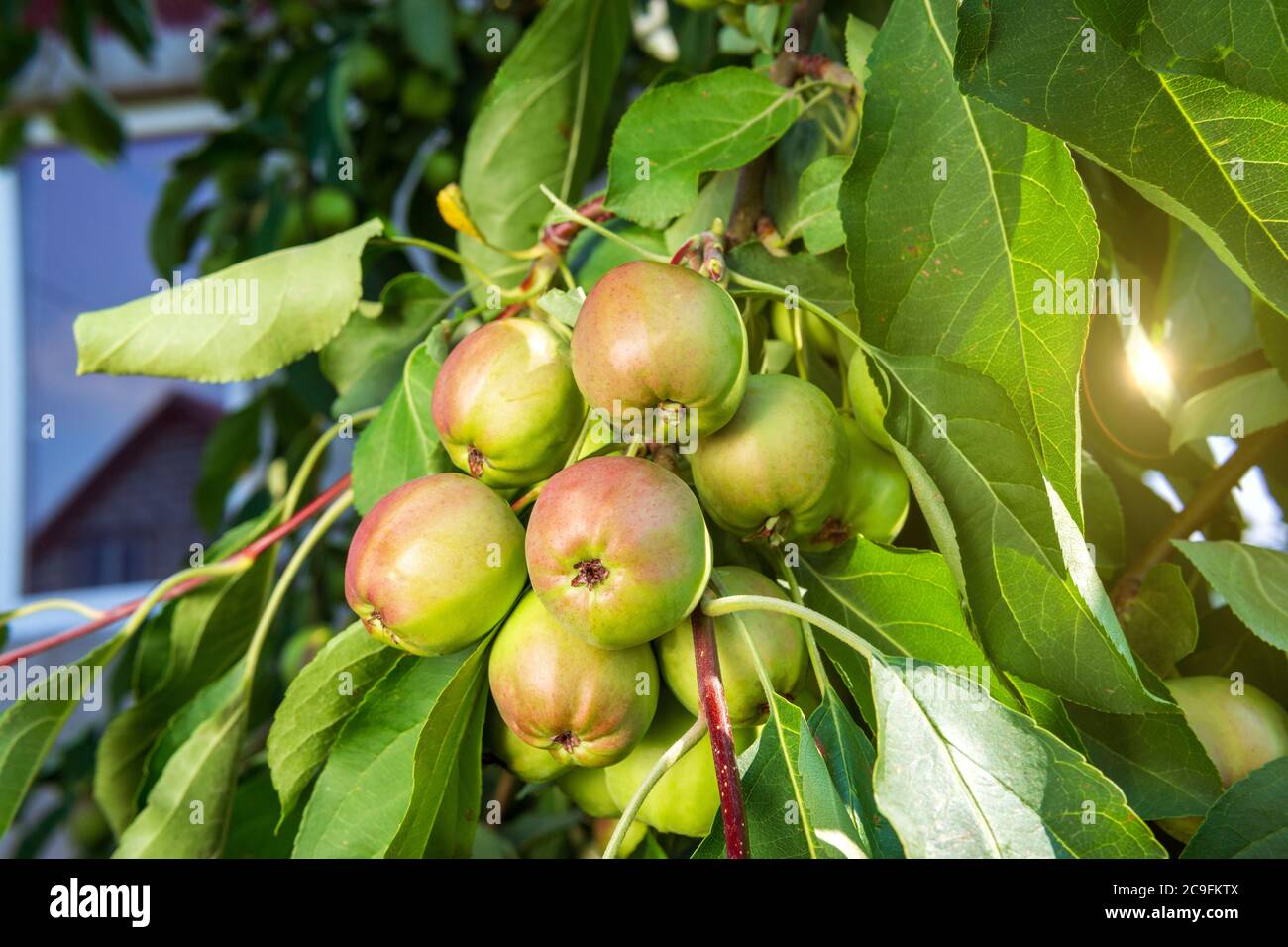 Apple Home Garten fruchtbare Bäume. Gartenarbeit. Saftige gesunde Früchte. Lecker, gesund Stockfoto