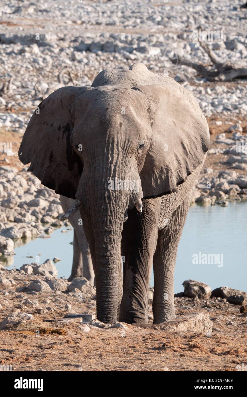 Weißer Etosha Elefant steht am Okaukuejo Waterhole, Namibia, ein einziger, einsamer, einsamer, Rogue Afrikanischer Elefant in der Savanne Stockfoto