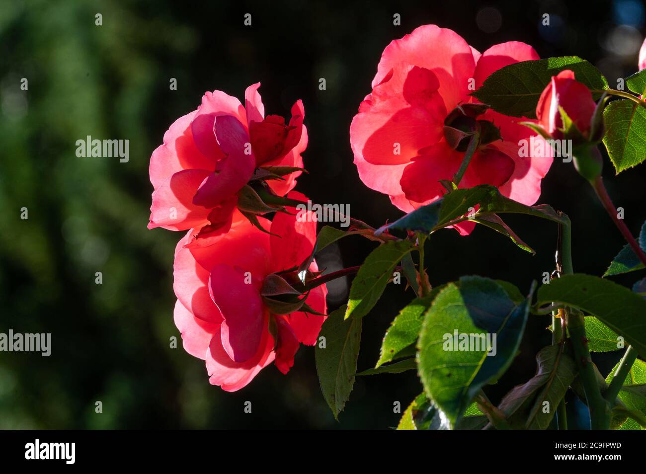 rosen im Garten, Hamburg, Deutschland Stockfoto