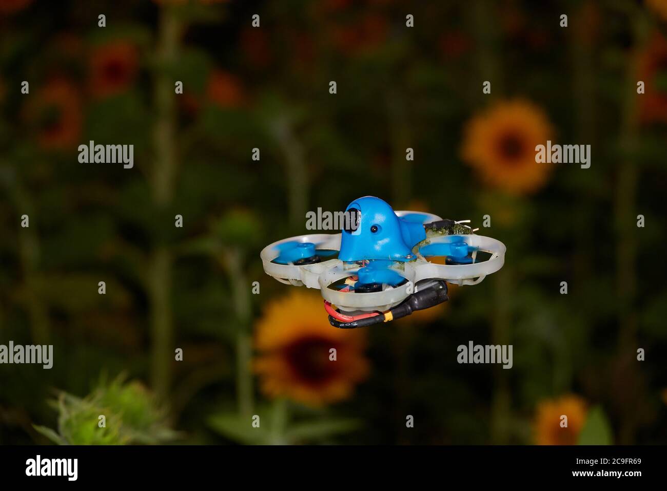Multi Copter auch Drohne leuchtet blau, Sonnenblumenfeld (Helianthus annuus) in der Dunkelheit. Deutschland. Stockfoto
