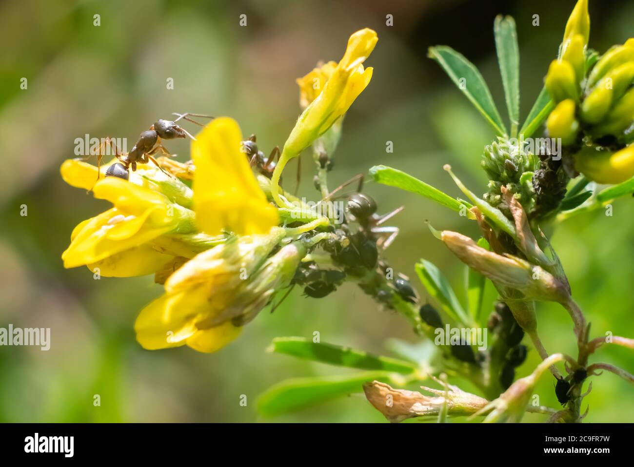 Ameisen auf Wildblumen, auf grünem Hintergrund. Stockfoto