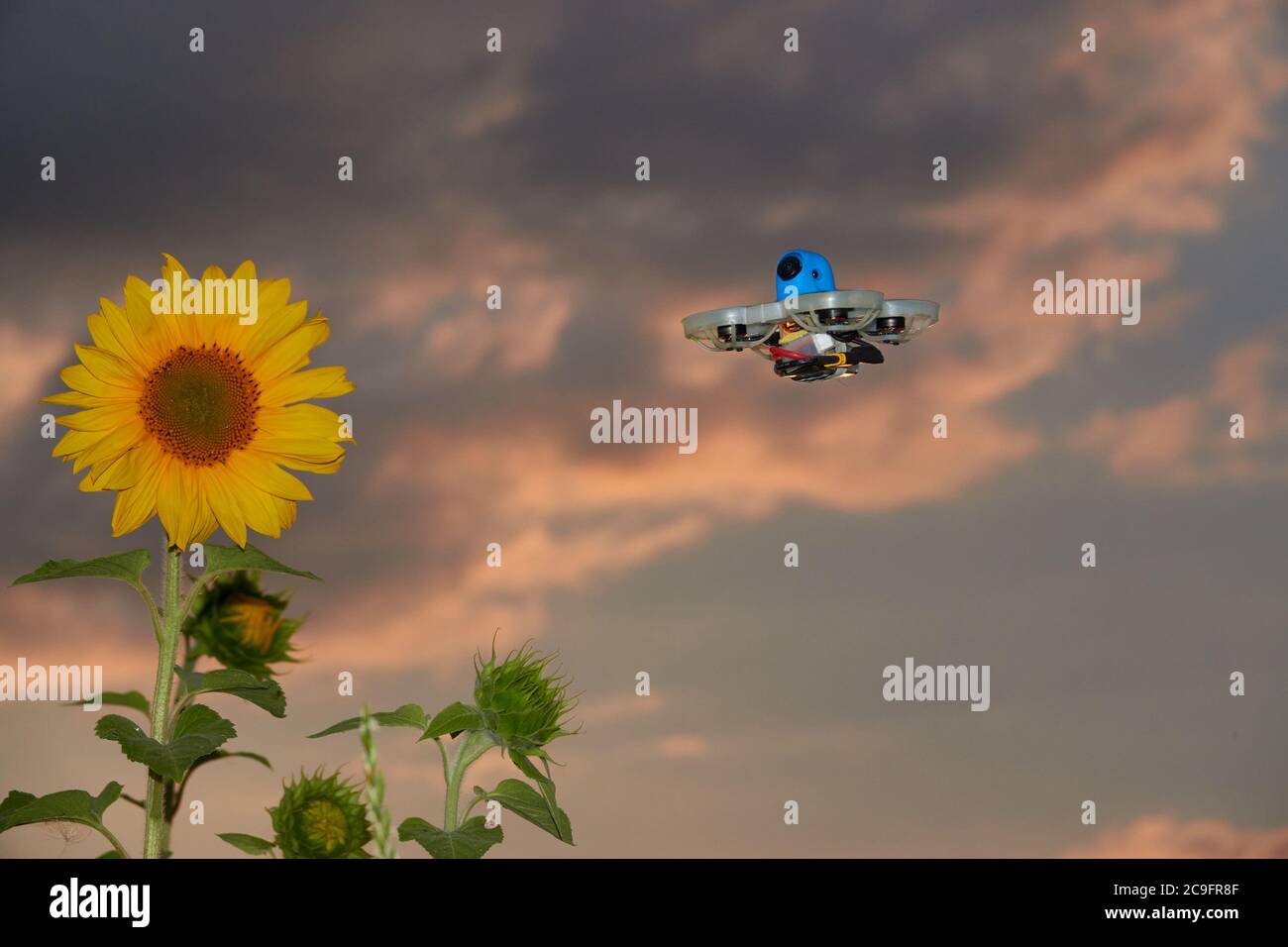 Gelbe Sonnenblume (Helianthus annuus) wird von einer kleinen blauen Drohne auch Multicopter angefahren, Sonnenuntergang mit orangen Wolken. Deutschland. Stockfoto
