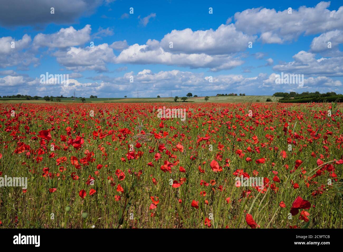 Poppy Fields in der englischen Landschaft in Warwickshire England Stockfoto