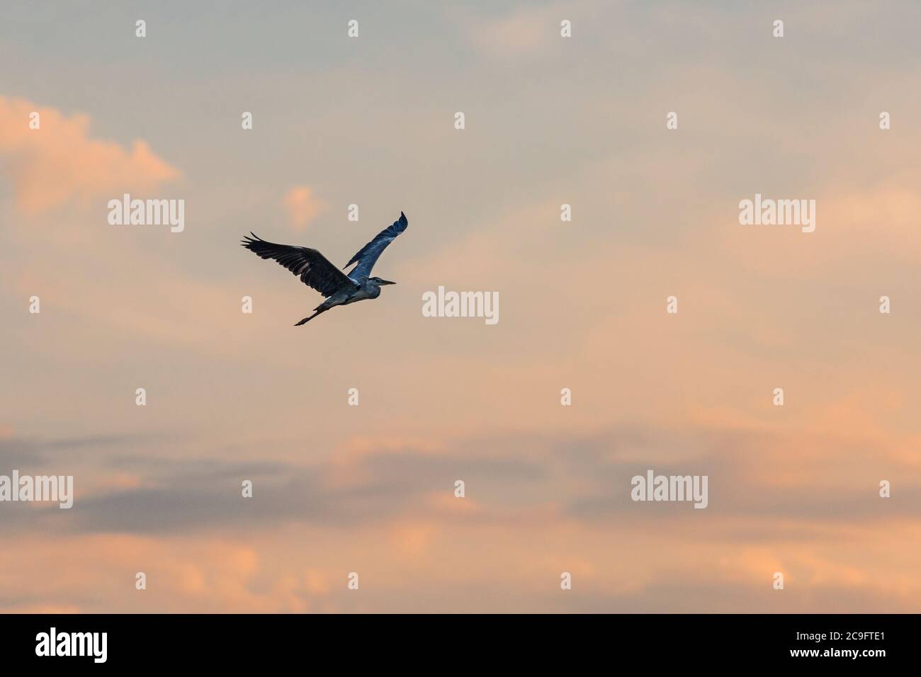Grauer Reiher Vogel, der in den schönen Abendhimmel fliegt Stockfoto