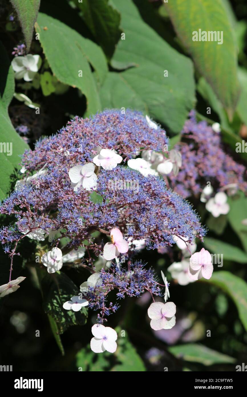 Hydrangea Aspera macrophylla Stockfoto