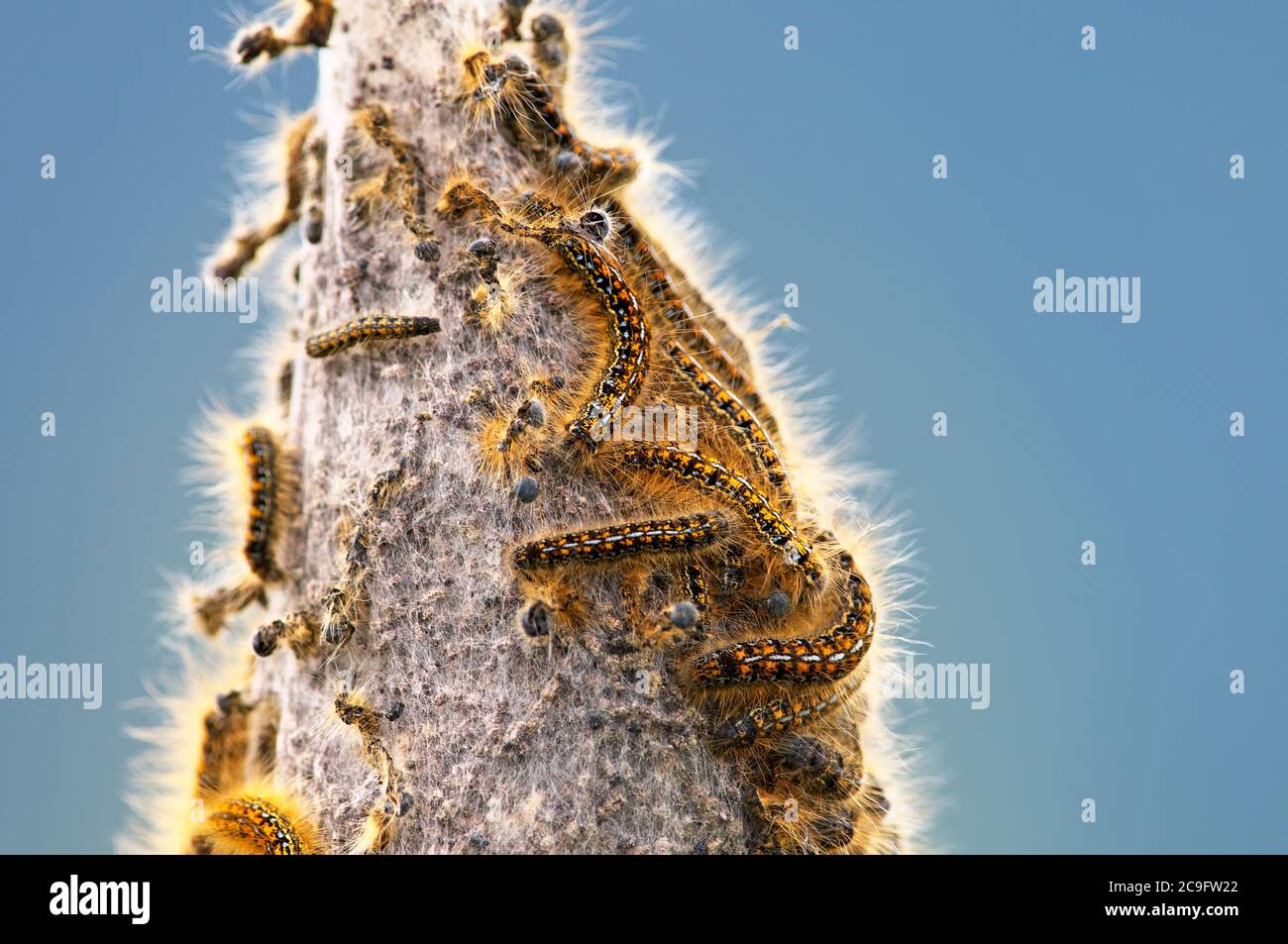 Ein Nest von Western Zelt Raupen. (Malacosoma californicum) Stockfoto