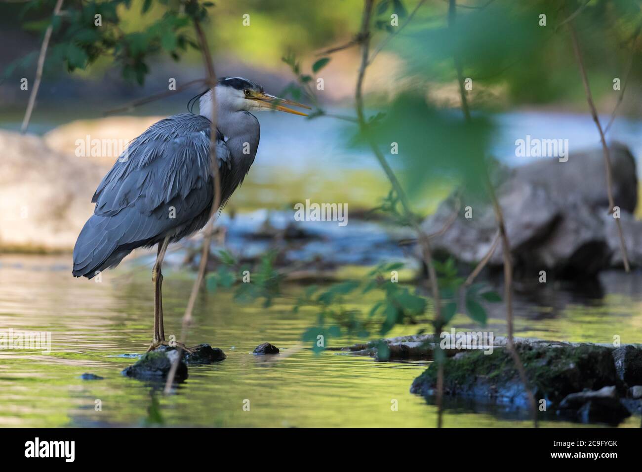 Ein einziger Graureiher, der am Ufer des Wupper in Wuppertal steht. Stockfoto