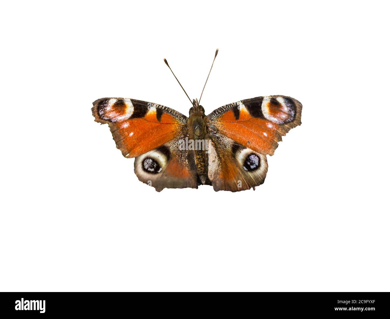 peacock Schmetterling Inachis io Schmetterling auf weißem Hintergrund Stockfoto