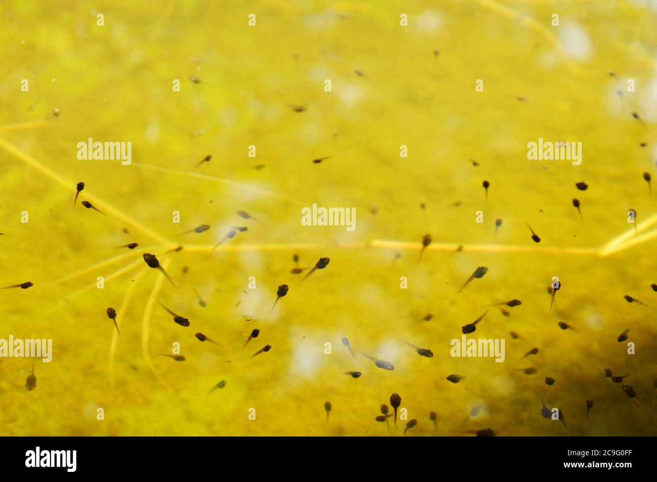 Kaulquappen schwimmen und tauchen im Pool im Garten Stockfoto