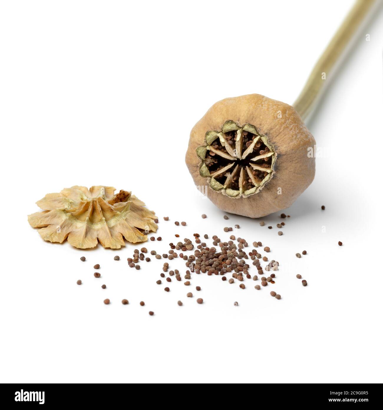 Offener getrockneter Mohnkopf mit schwarzem Samen isoliert auf weißem Hintergrund Stockfoto