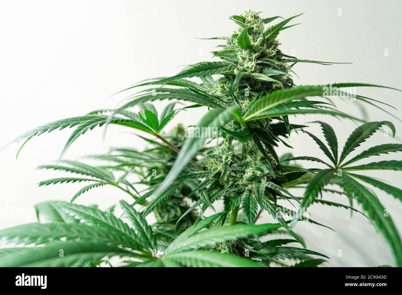 Elegantes Medizinisches Cannabis Auto Fahren Fotos