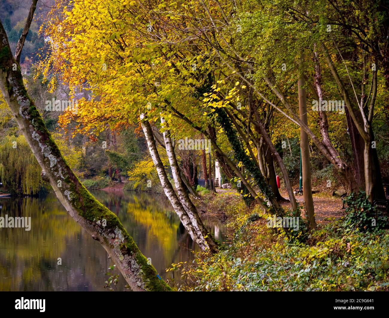 Herbstbäume am Fluss Derwent im Dorf Matlock Bath im Derbyshire Peak District England Stockfoto