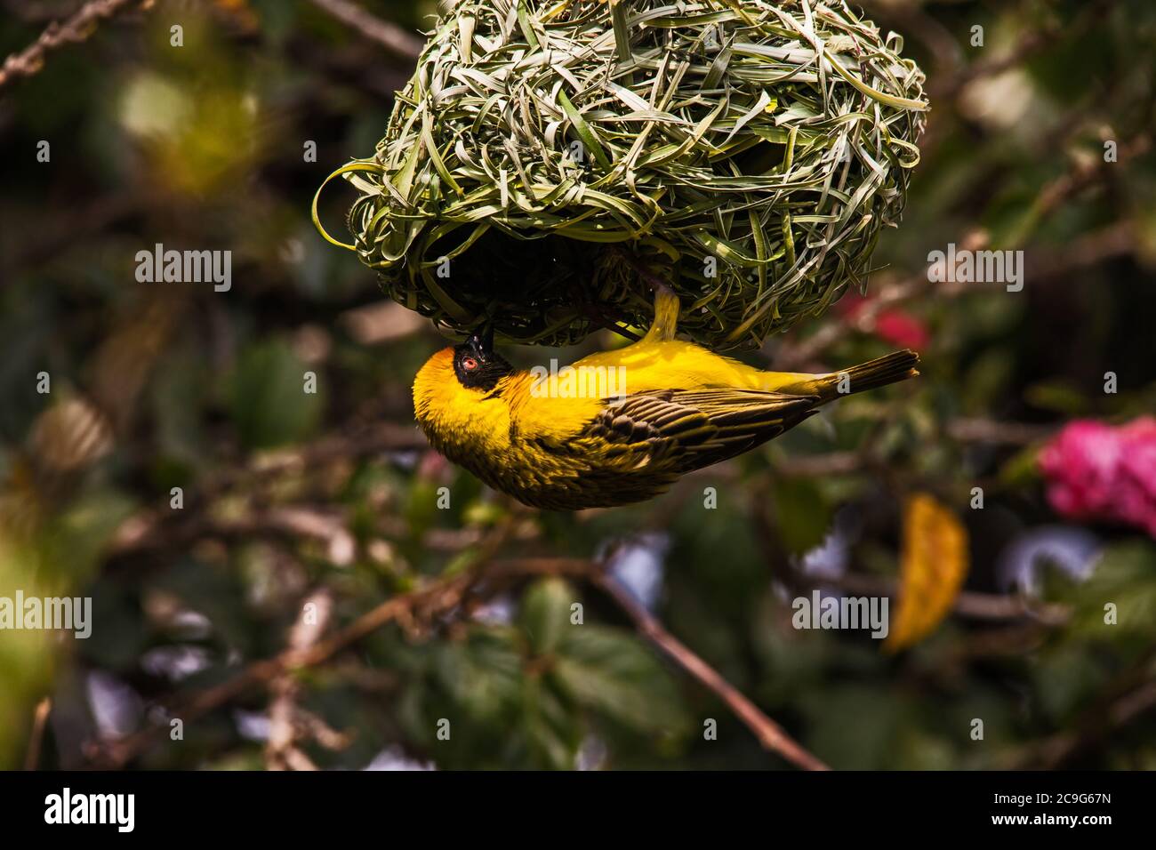 Dorfweber Ploceus cucullatus 8897 Stockfoto