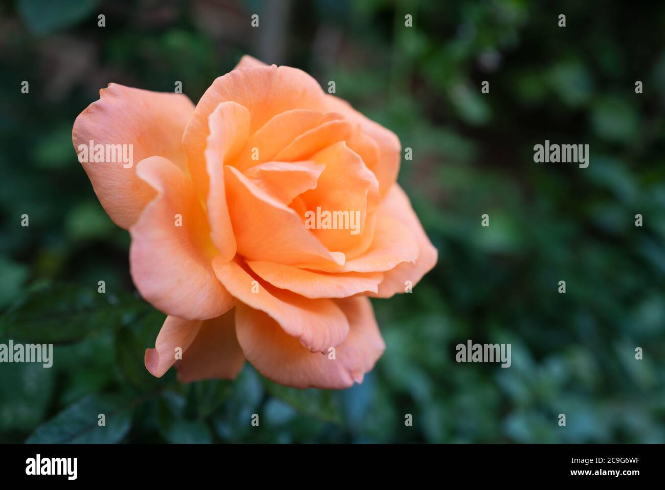 Schöne pfirsichfarbene Rose vor einem grünen, grünen Hintergrund. Der Fokus ist weich und flach. Stockfoto